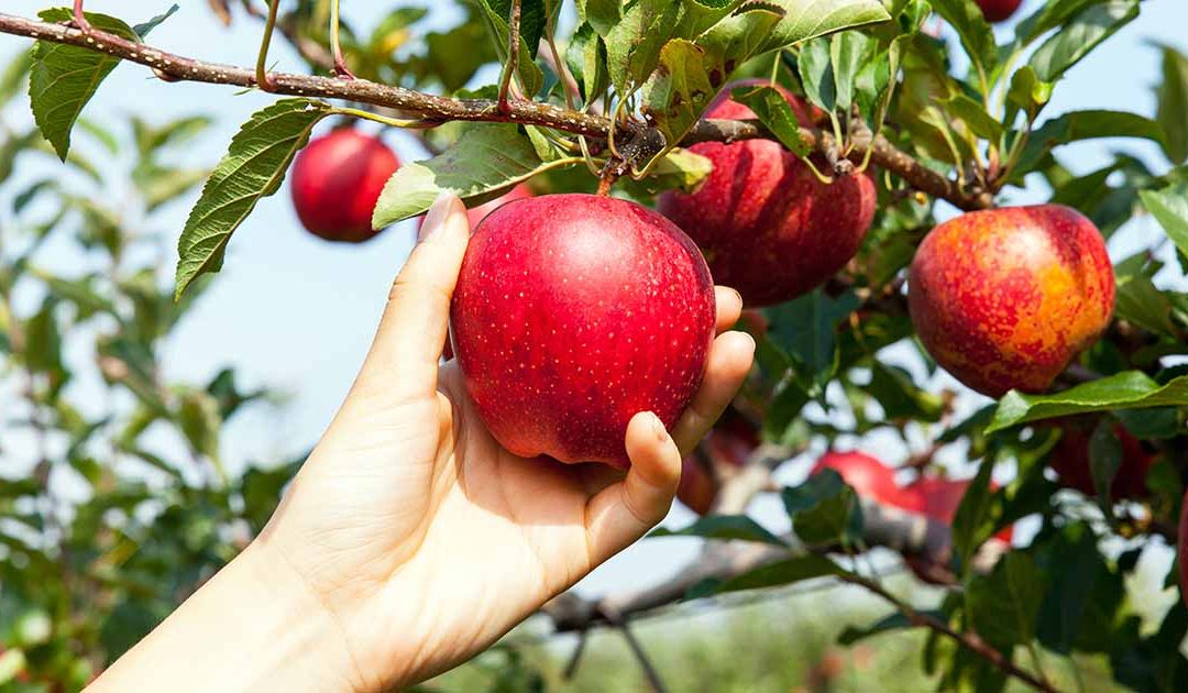 Healthy Fruit Picking