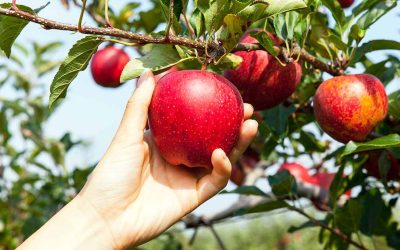 The Health Benefits and Joy of Picking Your Own Fruit
